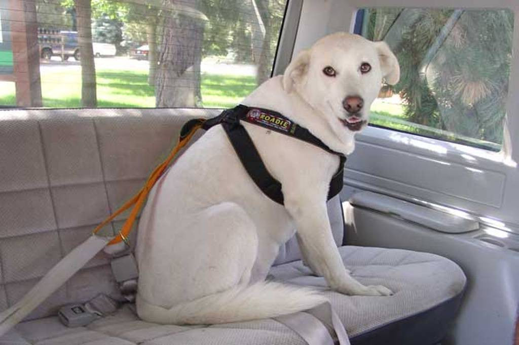 Dog sitting wearing the Roadie Canine Vehicle Safety Harness by Ruff Rider - UKUSCAdoggie