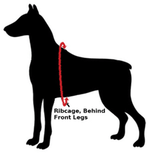 Load image into Gallery viewer, Roadie Canine Vehicle Safety Harness by Ruff Rider Measuring Guide
