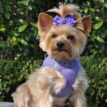 paisley-purple-american-river-choke-free-dog-harness