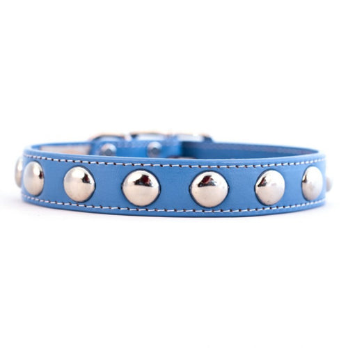 Auburn Leathercrafters Silver Studded Leather Dog Collar in Royal Blue