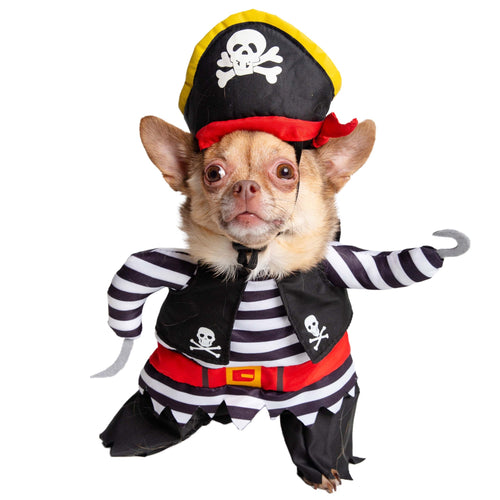 Chihuahua wears the Pirate Dog Costume by Pet Krewe