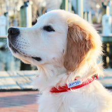 Load image into Gallery viewer, dapper-dog-styles-in-tampa-bay-collar-in-red
