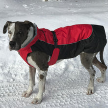 Load image into Gallery viewer, Dog keeps warm in an Alpine All-Weather Dog Coat in Red and Black
