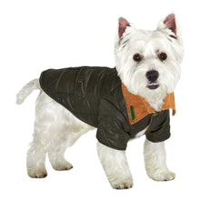 Load image into Gallery viewer, Dog looks dapper wearing Forest Green Quilted Town and Country Coat
