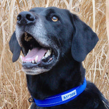 Load image into Gallery viewer, dog-wears-tampa-bay-collar-in-blue
