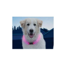 Load image into Gallery viewer, dog-models-nitehowl-led-safety-necklace
