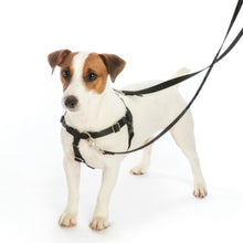 Load image into Gallery viewer, Dog models the Freedom No-Pull Dog Harness in Black
