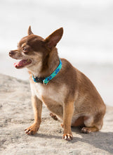 Load image into Gallery viewer, cute-little-dog-wears-lupine-turtle-reef-collar
