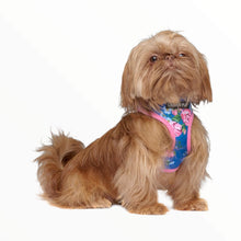 Load image into Gallery viewer, Dog struts his stuff in the Pink and Blue Floral Burst Harness

