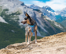 Load image into Gallery viewer, dog-wearing-journey-air-harness-coastal-blue-charcoal
