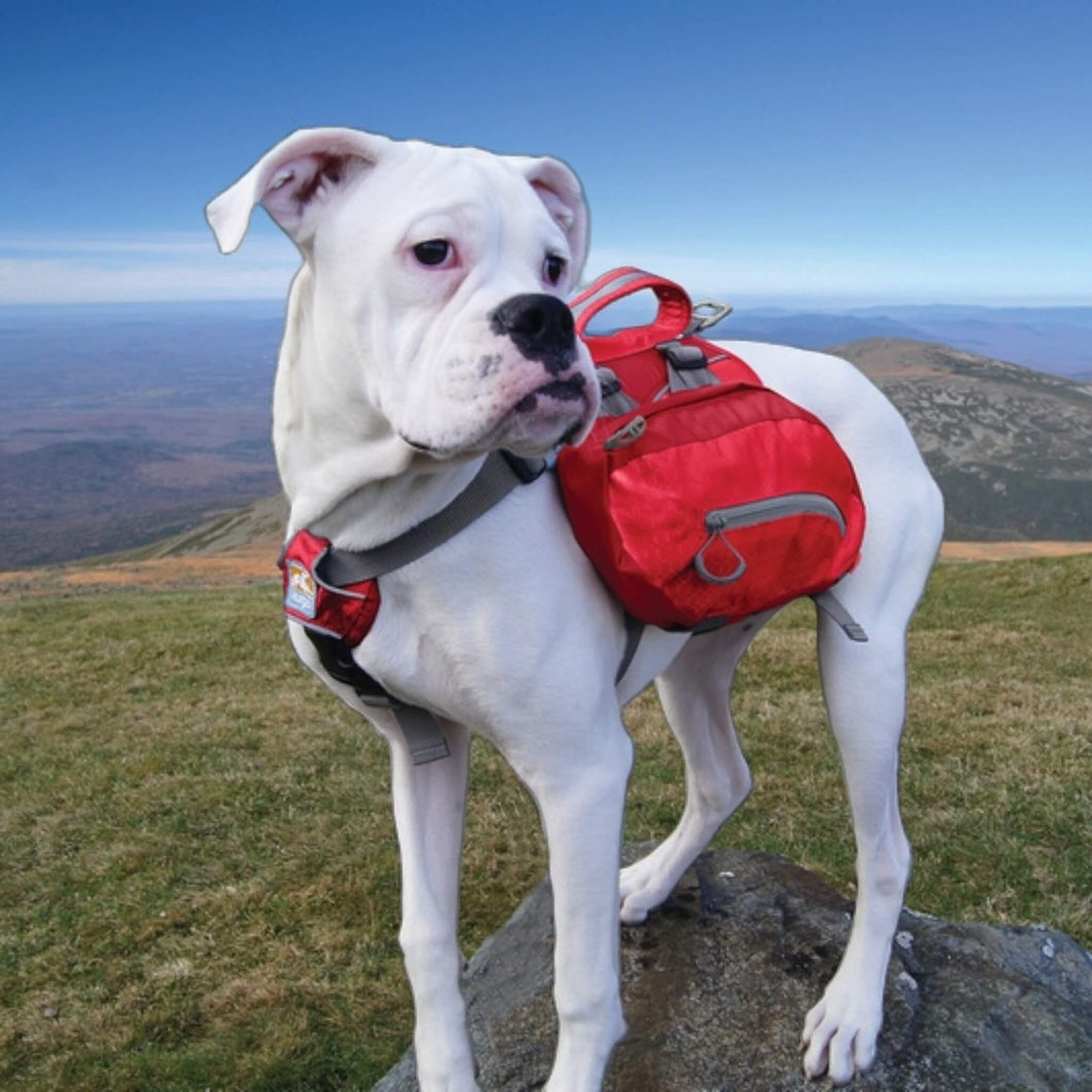 Dog wears Baxter Backpack for Dogs in Barn Red by Kurgo