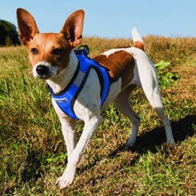 Load image into Gallery viewer, Dog wears Liberty Bay Dog Harness in Baydog Blue
