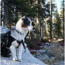 Load image into Gallery viewer, Dog wears OllyDog Reflective Trekker RF Dog Pack on the trail
