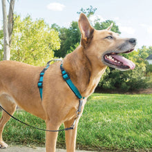 Load image into Gallery viewer, dog-wears-petsafe-3-in-1-harness-in-teal
