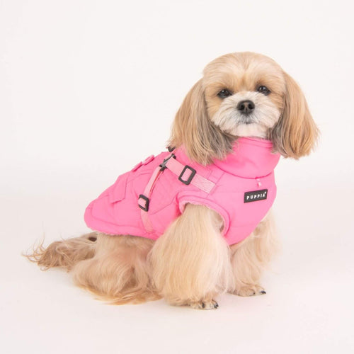 Dog Looks Pretty in Pink wearing Wilkes Winter Dog Coat with Integrated Harness