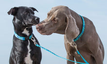 Load image into Gallery viewer, two-doggie-friends-model-the turtle-reef-dog-collars-and-leashes
