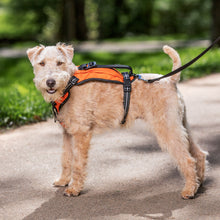Load image into Gallery viewer, larger-breed-dog-wears-walk-along-outdoor-harness
