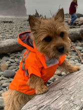 Load image into Gallery viewer, lil-roo-looking-dapper-in-the-ukuscadoggie-hovander-hooded-raincoat

