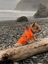 Cargar imagen en el visor de la galería, lil-roo-the-norwich-terrier-sports-a-great-new-raincoat
