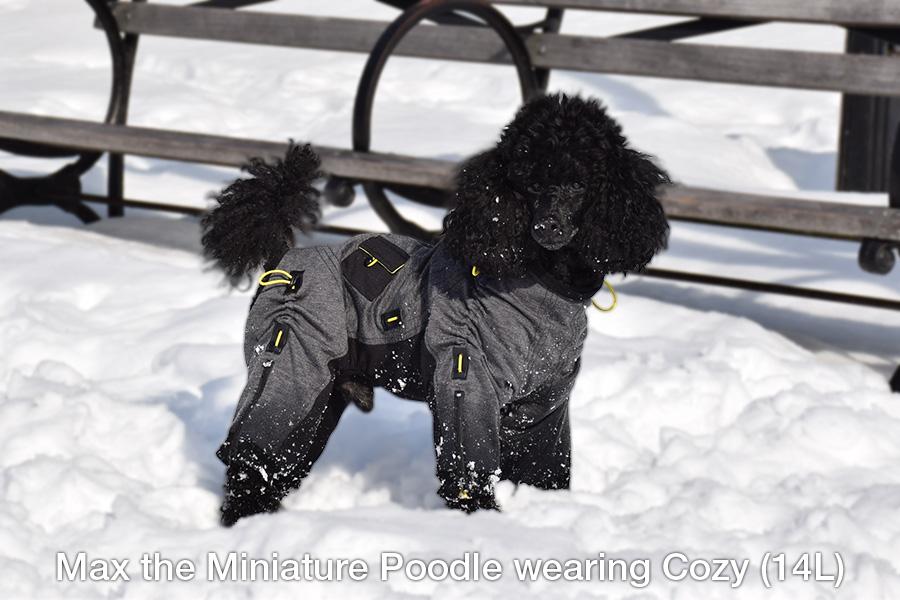 Max the miniature poodle wears the Cozy Full Body Dog Suit