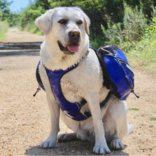 Load image into Gallery viewer, dog-wears-saranac-backpack-blue
