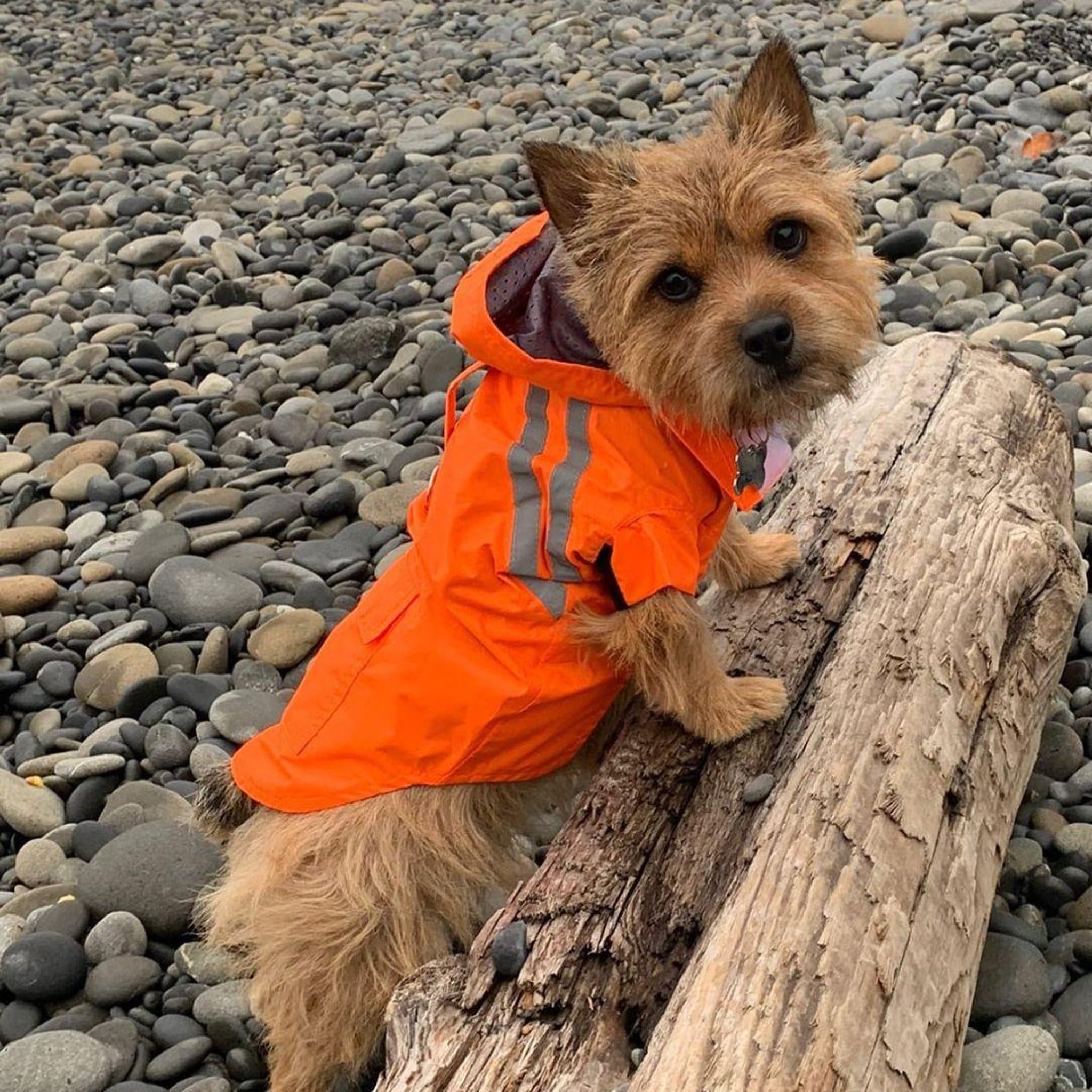 Rainy Day Dog Coat Hovander Hooded Dog Raincoat UKUSCAdoggie