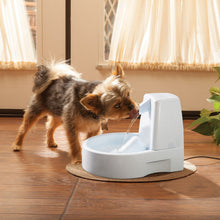 Load image into Gallery viewer, Yorkie drinks from the Drinkwell Original Pet Fountain
