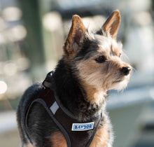 Load image into Gallery viewer, Yorkshire Terrier wears Liberty Bay Dog Harness in Covert Black
