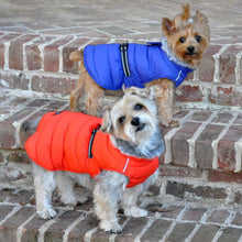 Cargar imagen en el visor de la galería, Small breed dogs model Alpine Extreme Weather Puffer Dog Coats in Navy and Orange
